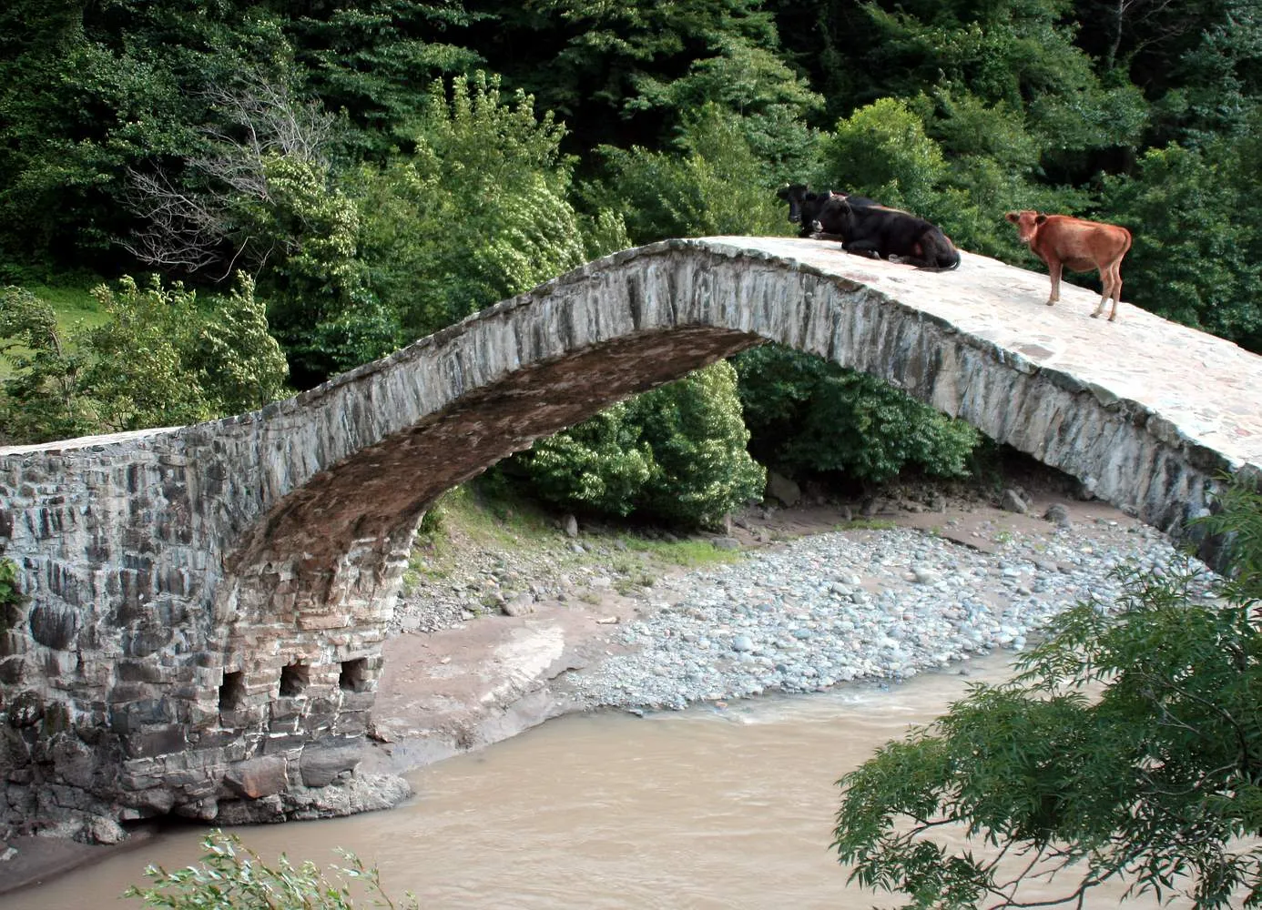 Cows crossing the arched stone Dandalo bridge over the river