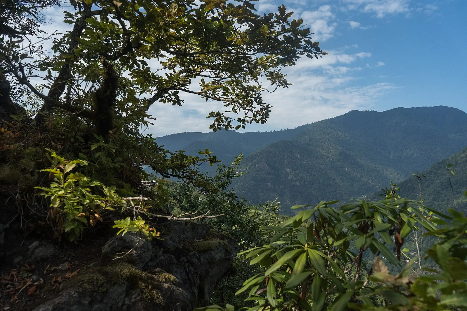Forested slopes of the Machakhela valley in Machakhela National Park