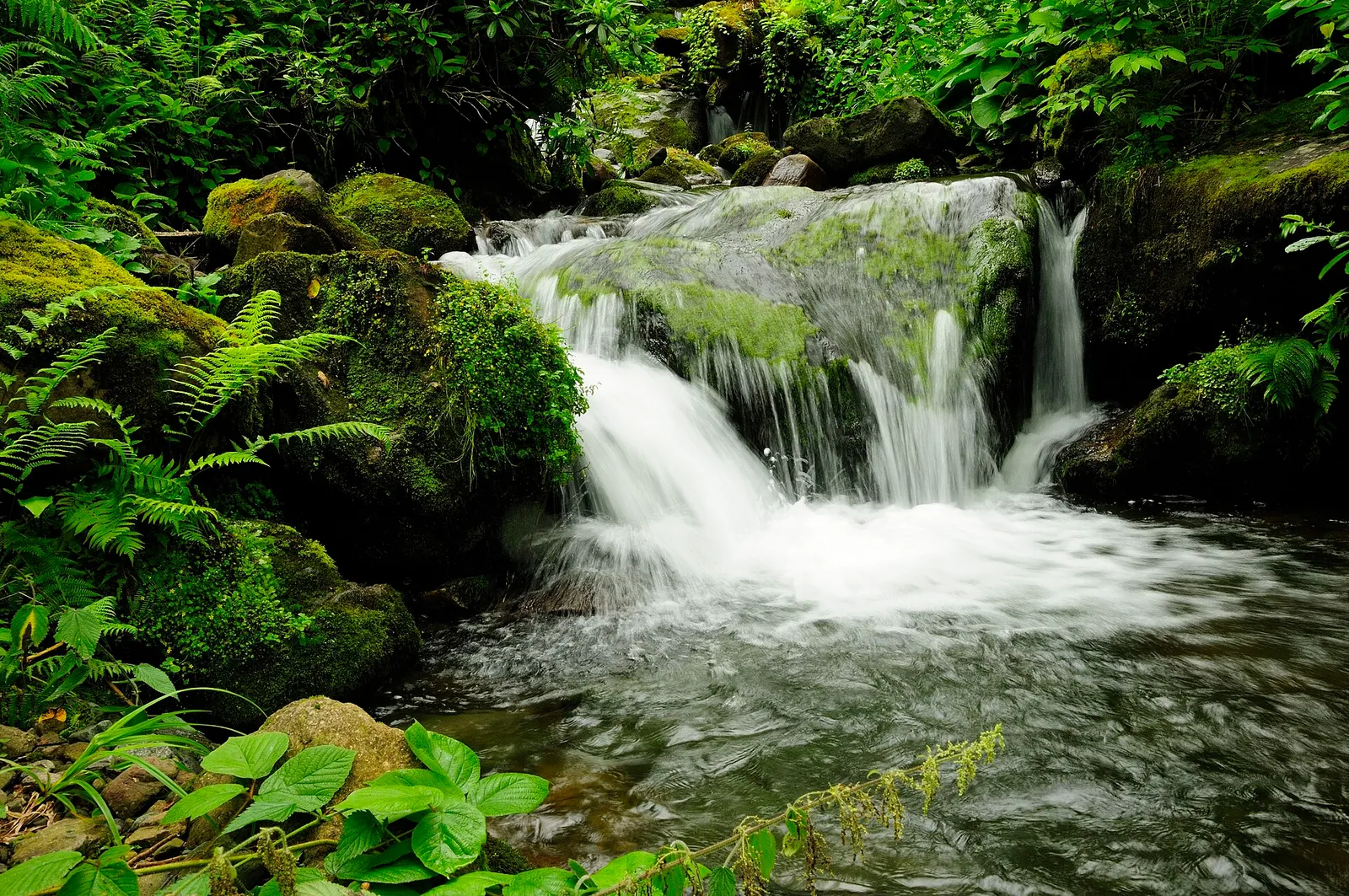 A waterfall in the rainforest of Mtirala National Park