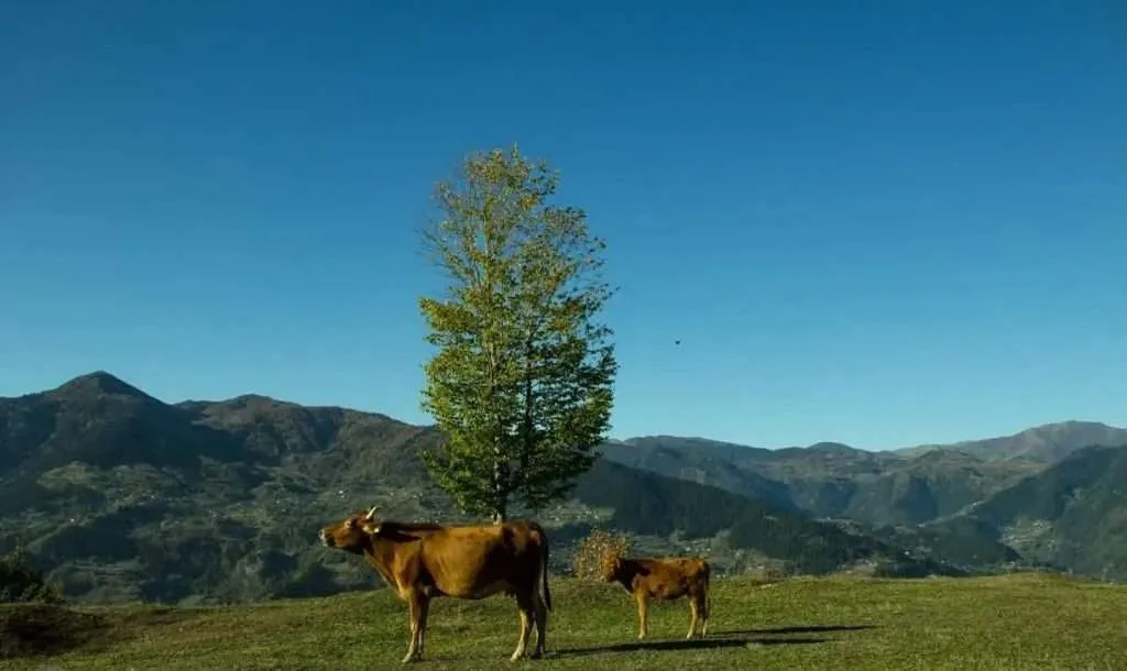 Two cows grazing under a lone tree on a mountain meadow near Tago