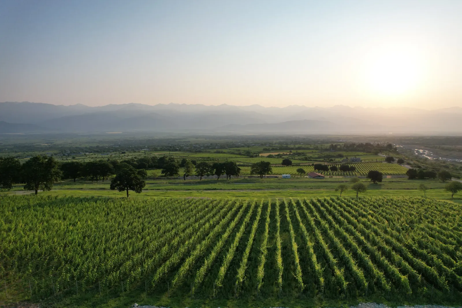 Vineyards of AGARANI Estate in the Alazani valley at sunset
