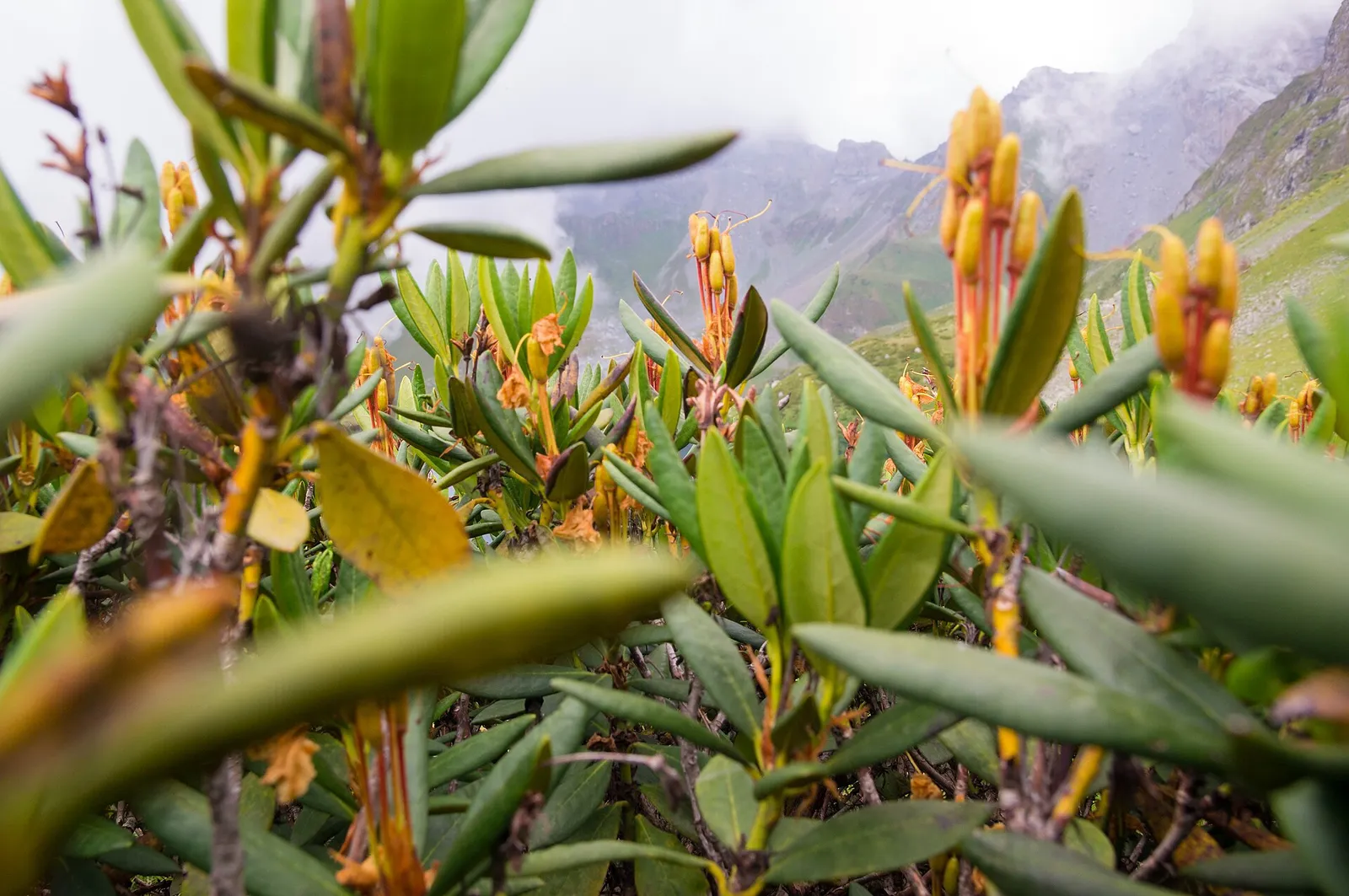 Caucasian rhododendron in flower on a mountain slope