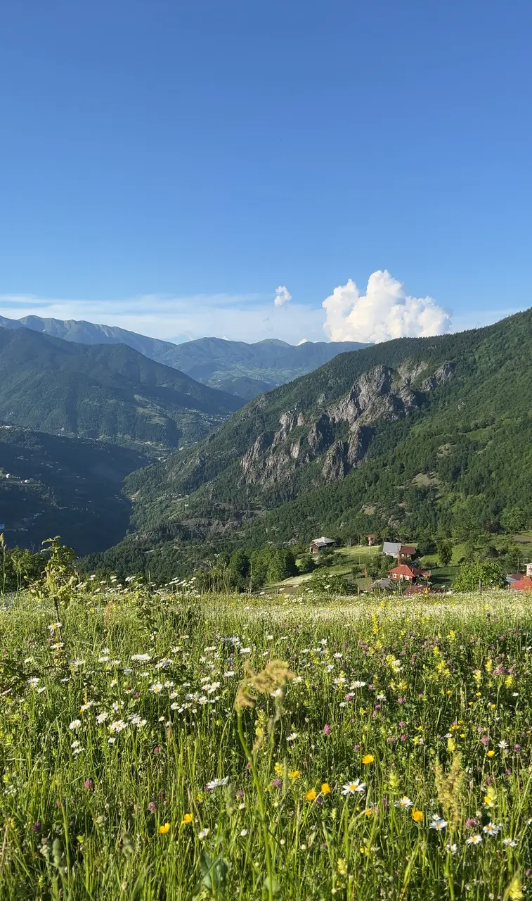 Луг белых ромашек на фоне зелёных гор в селе Таго