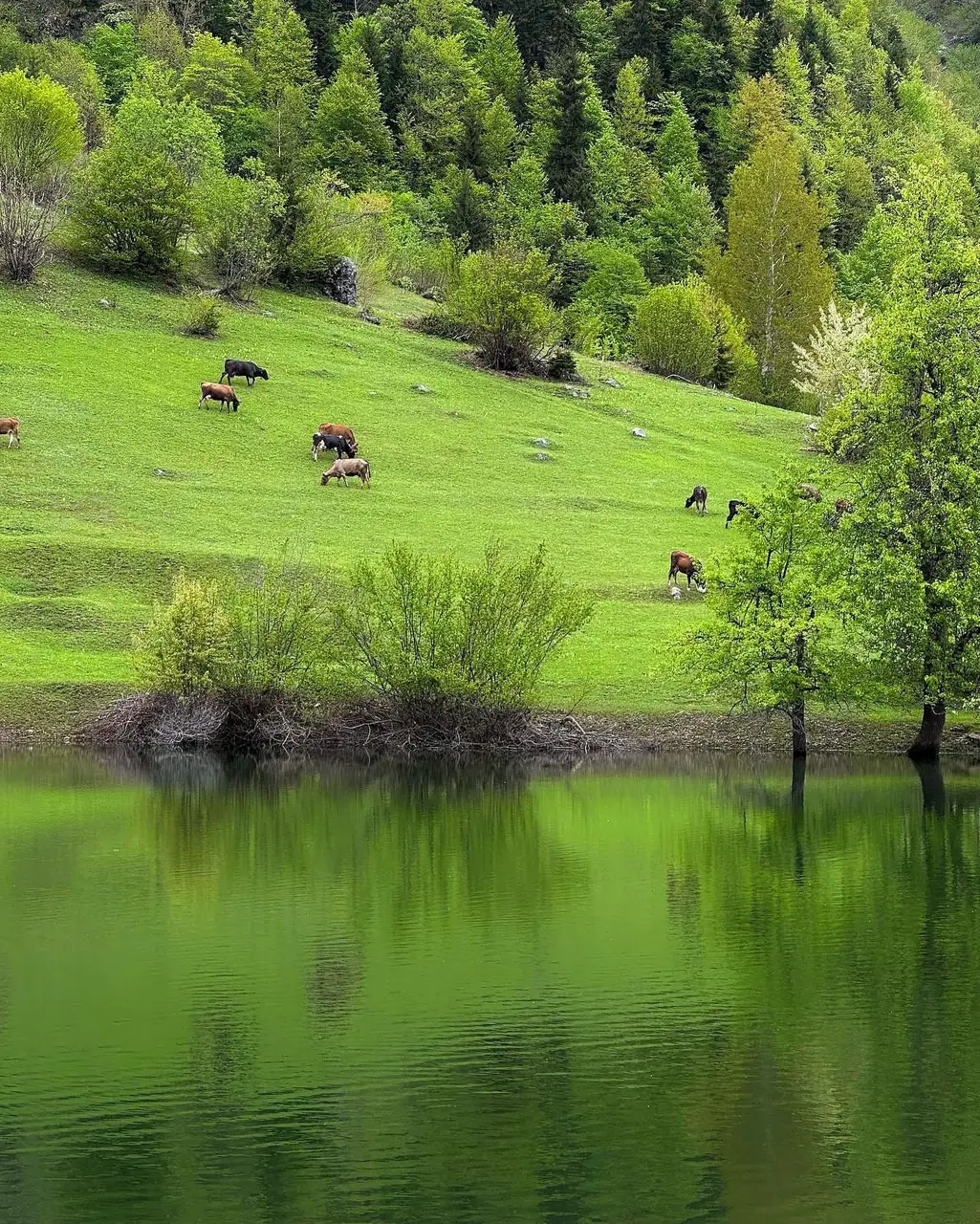 Cows grazing on the slope above a small green mountain lake in the forest
