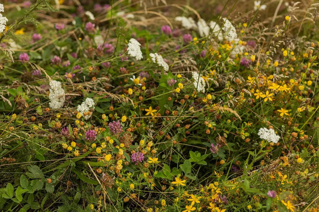 Wild flowers and grasses in a mountain meadow