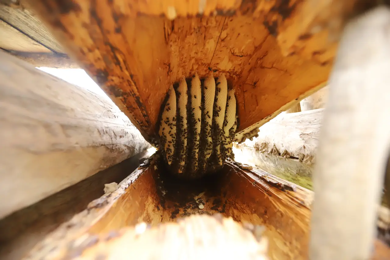 Bees and honeycomb inside a hollowed-out log hive, the traditional jara way of beekeeping